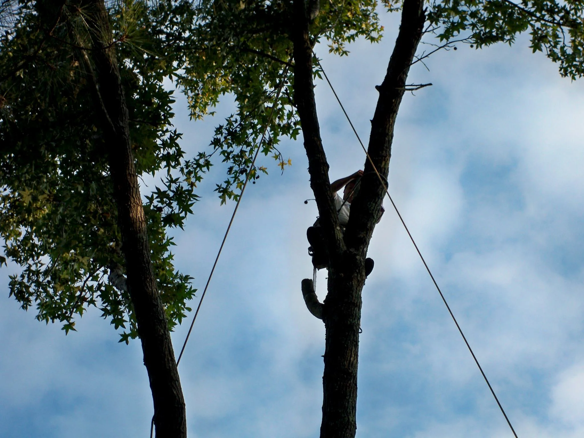 Brown's Tree Service of Raleigh - Insured Tree Services in Raleigh Wake Forest NC - Slide 17